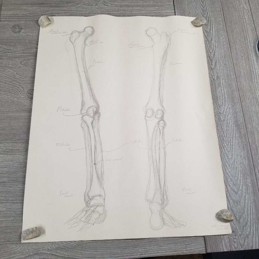 VTG 1960s Art Pencil Drawing Signed Skeleton Bones Anatomy Halloween 18x24